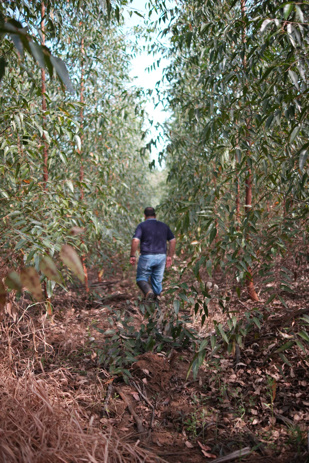 Profissional percorrendo uma floresta de eucalipto