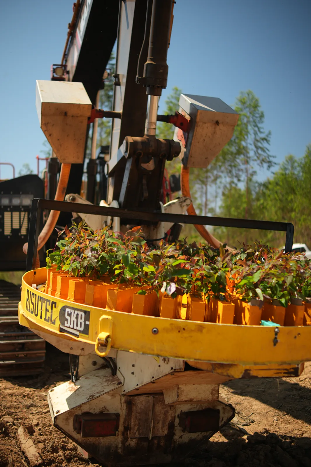 Mudas em equipamento de plantio florestal